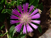 Primavera en Tarifa (Cdiz)