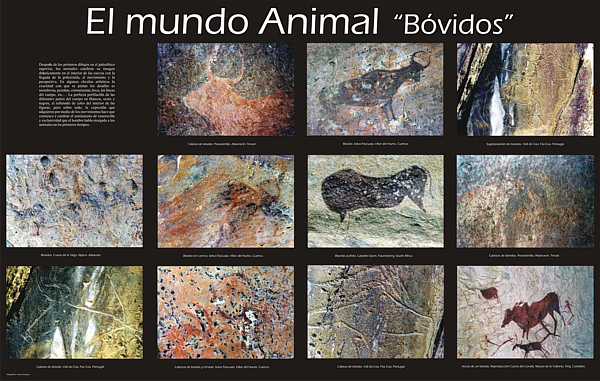 El mundo animal "Bvidos".