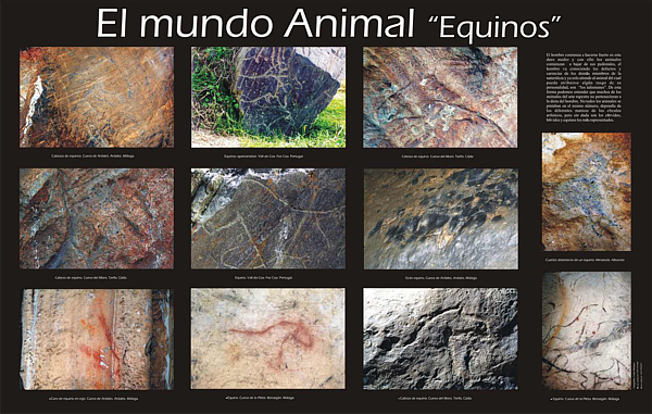 El mundo animal "Equinos".