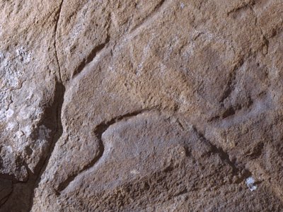 20.000 años arte rupestre: Cabeza de un caballo (grabado)