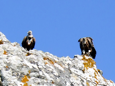 Parque Natural del Estrecho, Tarifa (Cdiz)