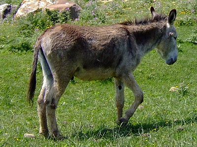 Parque Natural del Estrecho, Tarifa (Cdiz)
