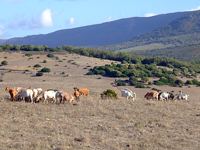 Parque Natural del Estrecho, Tarifa (Cdiz)