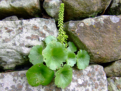 Parque Natural del Estrecho, Tarifa (Cdiz)