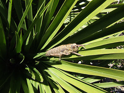 Parque Natural del Estrecho, Tarifa (Cdiz)